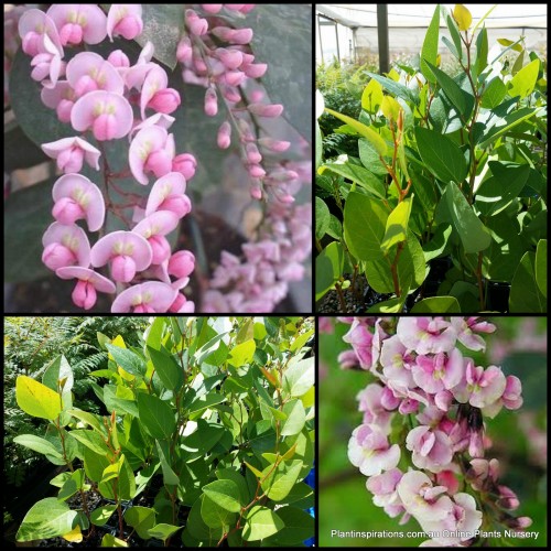 Hardenbergia Rosea x 1 Plants Pink Flowering Happy Wanderer Coral Pea Native Sarsaparilla Vines Garden Hardy Drought Frost Rock Garden Rockery violacea